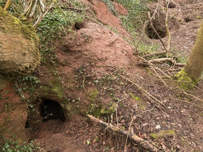 A găsit o gaură de iepure, dar nu era ce credea. A săpat, a descoperit o peşteră din 1119