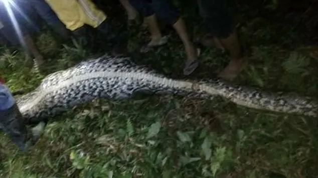 Descoperire CUTREMURĂTOARE în Indonezia. Au tăiat un piton și au găsit un om în burta lui