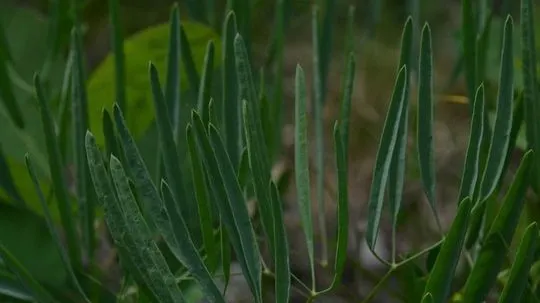 Descoperirea senzaţională în România! Biologii au identificat o nouă specie de plantă