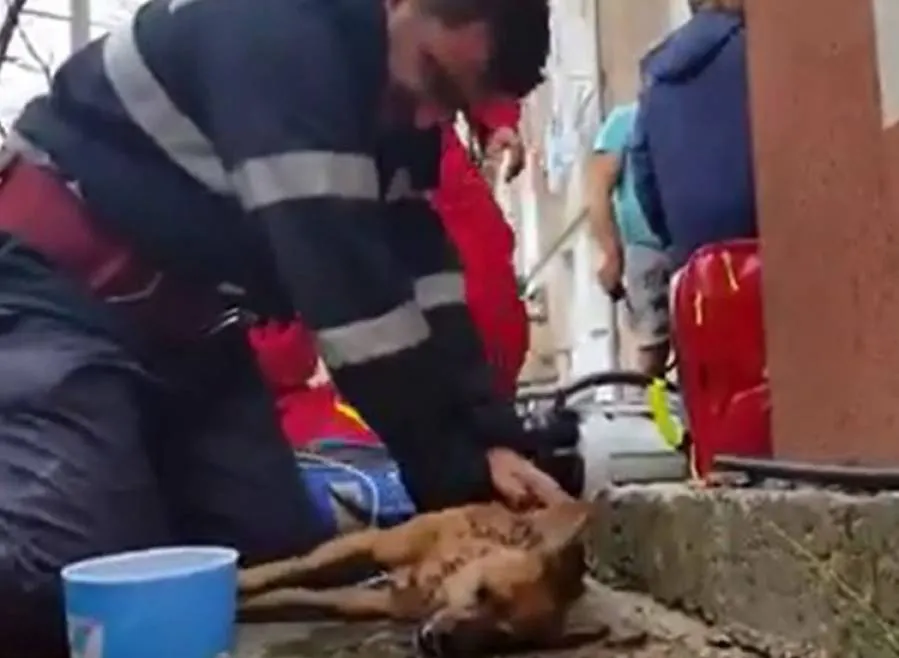 Un pui de câine aruncat într-un sac legat la gură a fost salvat de pompieri