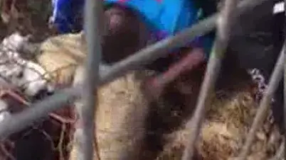 Un câine a fost salvat de antrenorul Florin Bercean şi de judoka Violeta Dumitru