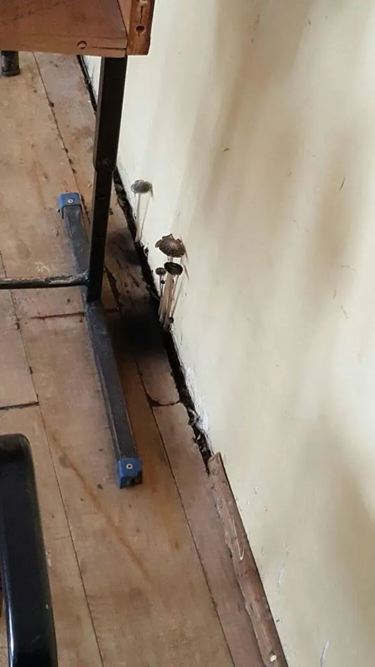Imagini şoc la un liceu din Constanţa. Au crescut ciuperci în clasă din cauza mucegaiului