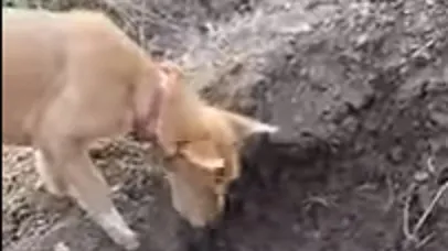 Imagini impresionante ale unui câine care își îngroapă fratele mort!