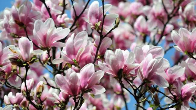 Cum se plantează corect MAGNOLIA. Trucuri pentru flori de invidiat