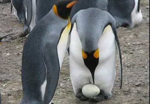 Par desprinse din filmele SF. Cum arată ouăle de pinguin fierte