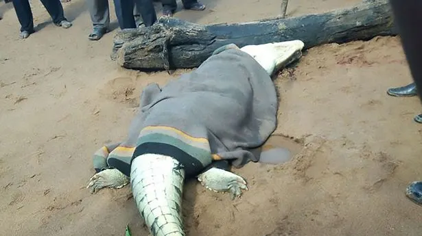 Au tăiat abdomenul unui crocodil. Ce au găsit înauntru te va ȘOCA