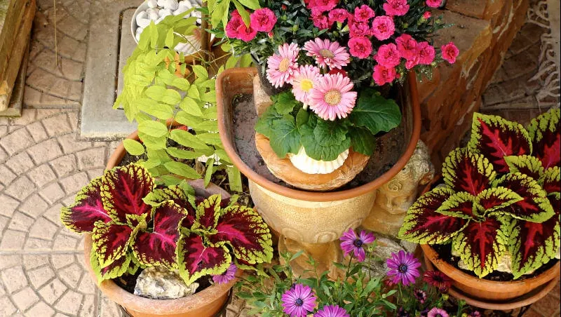 Sfat genial. Ce să faci cu plantele din ghiveci dacă pleci de acasă o perioadă și nu le mai poți uda
