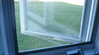 Cum să scapi RAPID şi natural de insectele din casă