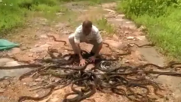 A răsturnat un sac plin cu şerpi. A început să îi separe cu mâinile goale. Ce a urmat, E ŞOCANT!