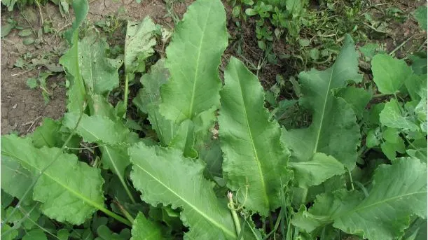 Ce este, de fapt, ŞTEVIA, planta care se găseşte în toate pieţele în această perioadă. Mai cumperi?