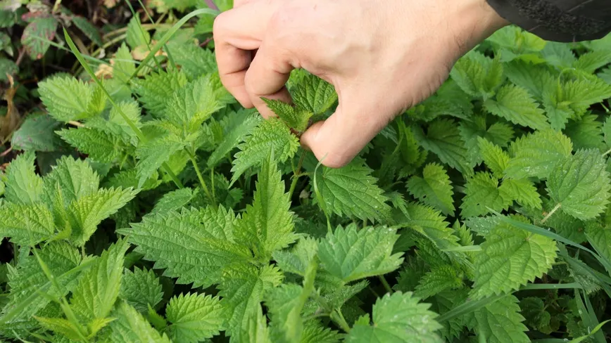 Terapie cu urzici. Cinci boli pe care le puteţi vindeca cu ajutorul acestei plante miraculoase