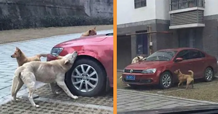 A lovit câinele şi a intrat în casă. Animalul s-a întors cu camarazii şi au mâncat maşina bărbatului