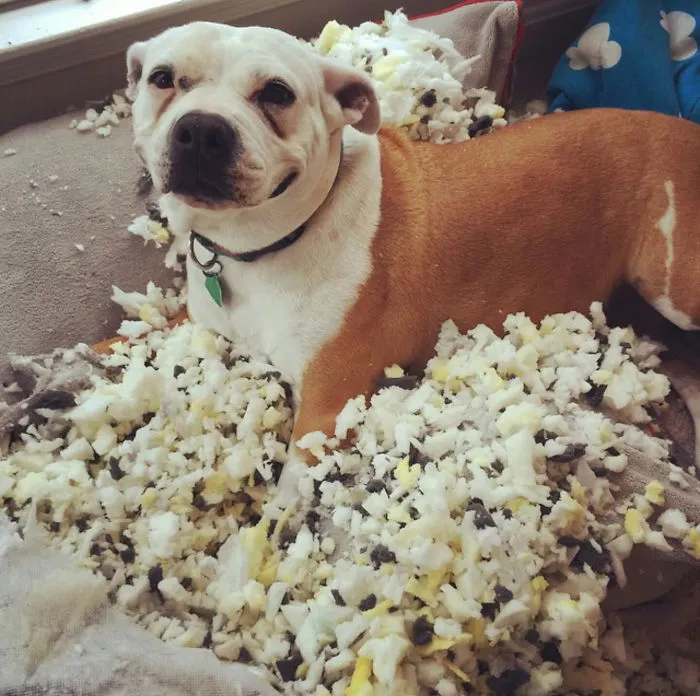 10 fotografii cu animale care îți vor face ziua mai plăcută! Râzi cu lacrimi