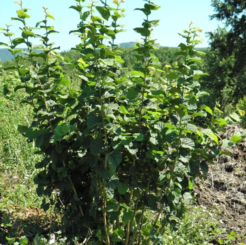 De ce e bine să plantezi un alun în curte 