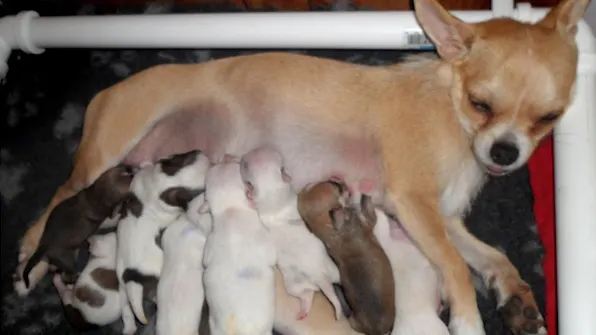 Această cățelușă Chihuahua se pregătea să aibă pui. Dar când i-a născut, stăpânii ei au avut un șoc