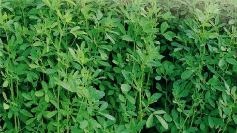 Efectul neaşteptat al consumului de lucernă