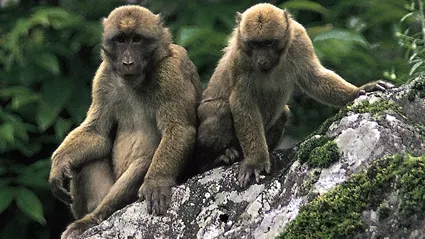 Fetiță de 10 ani, găsită în pădure. Trăia cu un grup de maimuțe și alerga ca ele. Cum arată