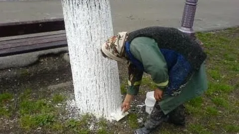 Motivul pentru care e bine să dăm pomii cu var