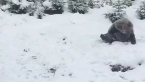 A nins ca-n poveşti la munte! Imagini virale cu un urs care se rostogoleşte în zăpadă