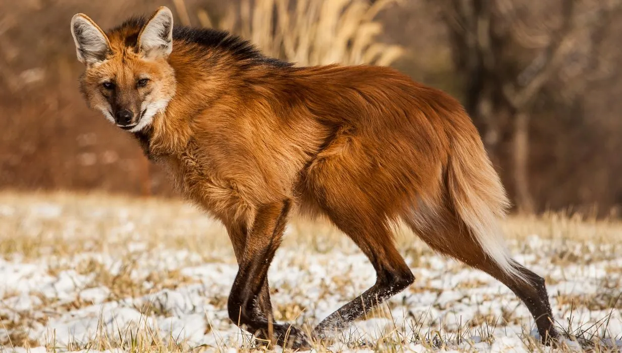 Specie nouă sau anomalie genetică? Această creatură uimește comunitatea științifică