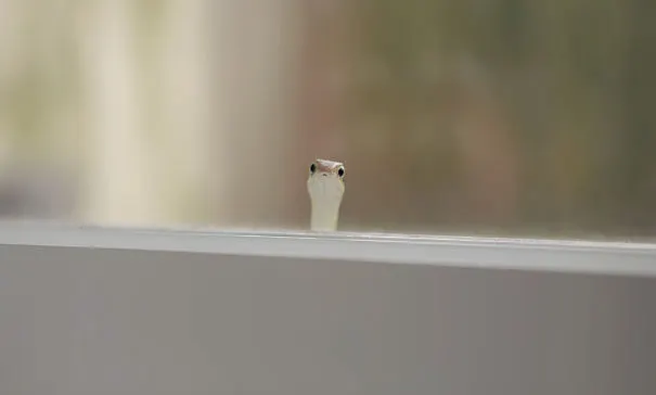 FOTOGALERIE Top 10 fotografii cu animale care îți vor schimba radical ziua! Sunt incredibile