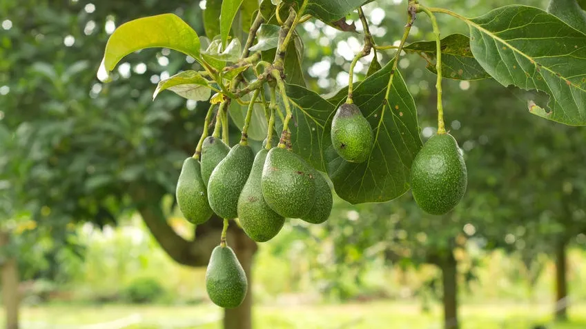 Vești rele pentru iubitorii de avocado. Ce se întâmplă cu acest fruct