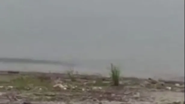 Nimeni nu-și explică ce este această creatură. A ieșit din apele unui lac, în fața turiștilor