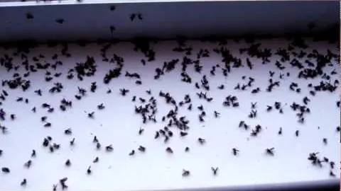 Soluţia naturală care vă scapă de muşte pentru totdeauna