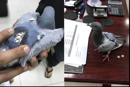 Un porumbel, dealer de droguri. Cum transporta drogurile şi unde a fost descoperit - FOTO