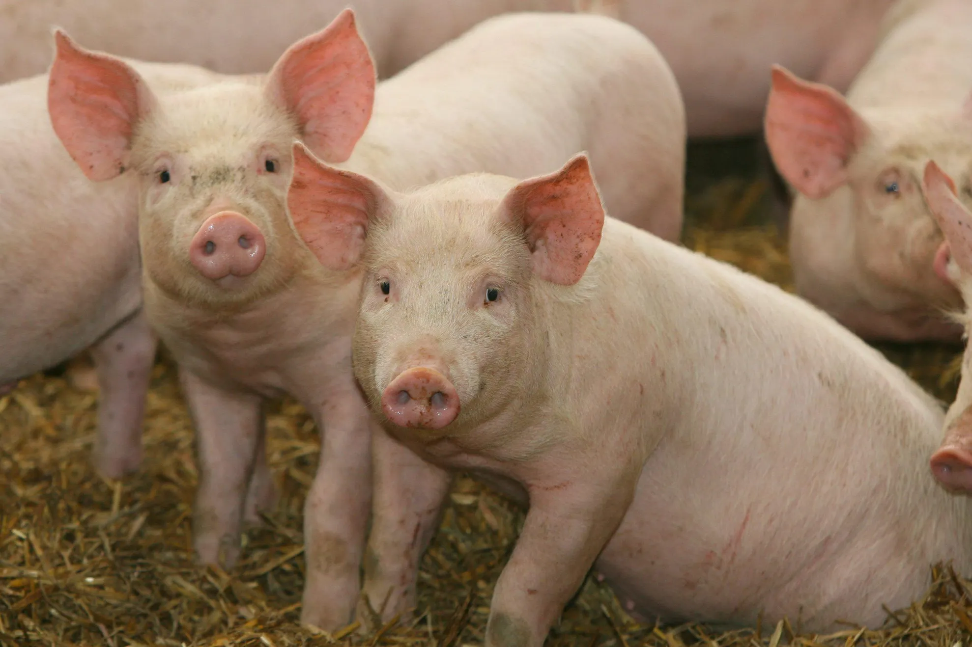 Capete şi viscere de porci împrăştiate în jurul terenului unei moschei din Germania