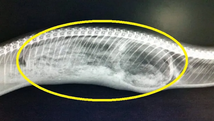 Au ajuns acasă şi au găsit un piton cu burta plină. Au chemat medicul şi au rămas înmărmuriţi