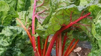 Această plantă verde te poate otrăvi, deşi multă lume o consumă. Mare atenţie cum o prepari