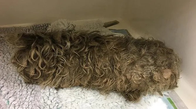 Au găsit un ghem de lână. S-au uitat mai bine, era un animal. L-au tuns! Ce a ieşit la suprafaţă