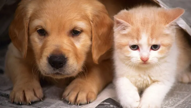 Ai animale de companie? Ai putea fi obligat să le treci la întreținere