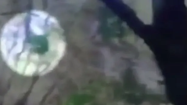 O FIARĂ a fost filmată în timp ce se agita într-o pădure. Poliția îndemna oamenii să se ferească!