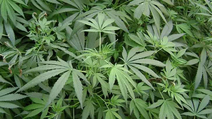 O ţară europeană a legalizat utilizarea medicală limitată a cannabisului