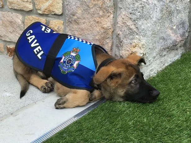 O lume întreagă a râs. Motivul pentru care un câine polițist a fost "concediat", deși are doar un an