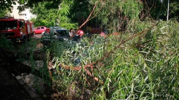 Copac căzut peste o instituţie de învăţământ special din Râmnicu Sărat
