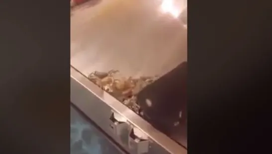 Surpriză în aeroport. Toată lumea a filmat. Ce au găsit pasagerii pe banda cu bagaje