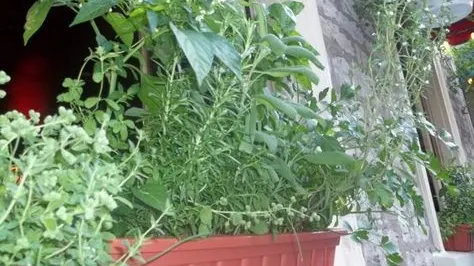 Planta pusă la geam care te scapă de muşte