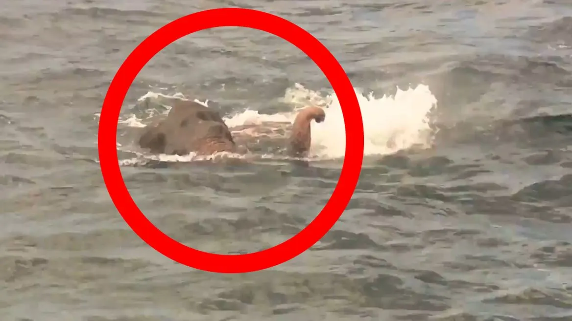 Un elefant a înotat în mare 16 km și a fost salvat in extremis de paza de coastă