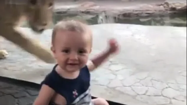 Reacţia ADORABILĂ a unui bebeluş la Zoo, atunci când un leu vrea să îl atace