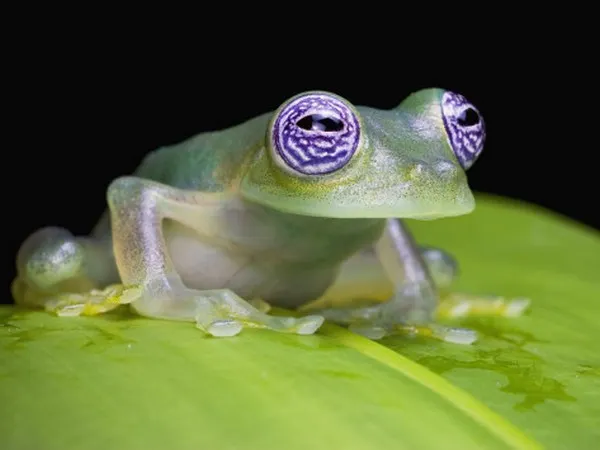 A fost descoperită o specie de broască cu inima la vedere FOTO