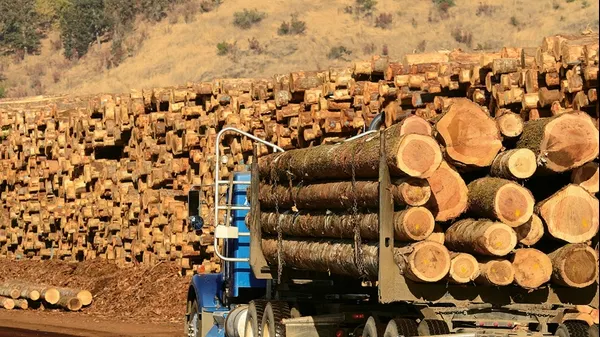 România, exemplu în UE! Eurostat: Numărul locurilor de muncă în industria lemnului, în creștere