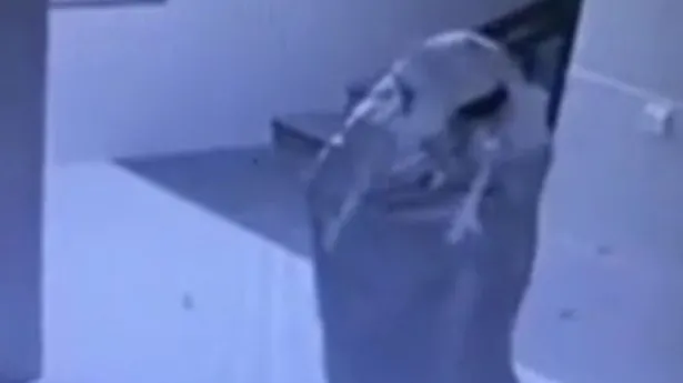 Cel mai HAIOS jaf din istorie! Polițiștii s-au prăpădit de râs când au văzut imaginile astea