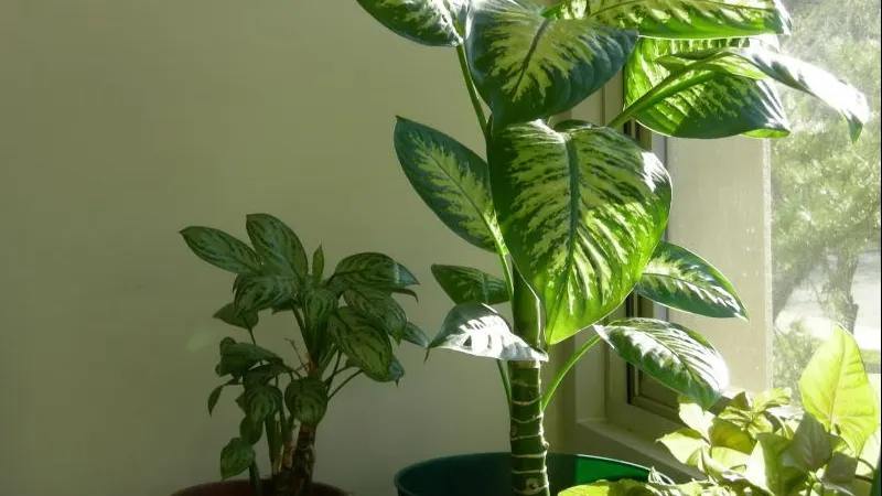 Planta care te poate ucide în câteva minute. N-o ține în casă