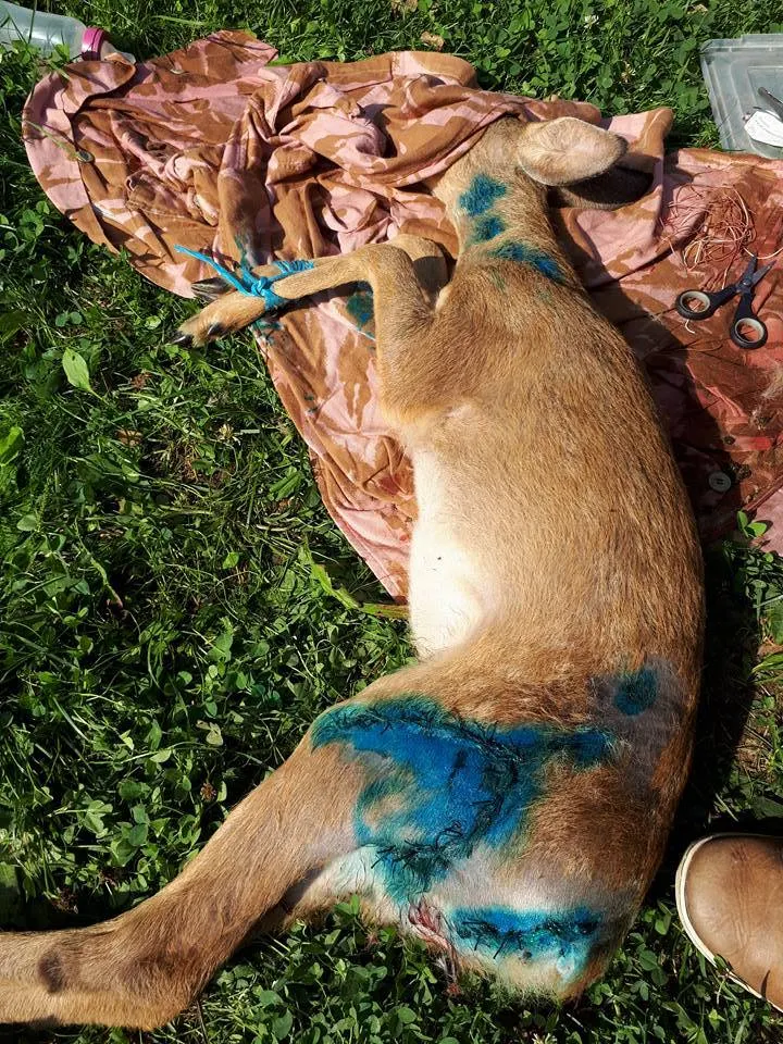 Câteva zeci de căprioare, cerbi și alte animale, găsite moarte pe câmp, în județul Arad