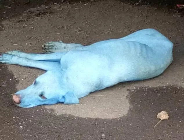 Toţi câinii vagabonzi din oraş au devenit albaştri peste noapte. Motivul e înfricoşător