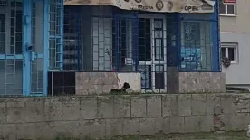 Uluitor! Cum a ales un cetățean din Slobozia să-și plimbe cățelul