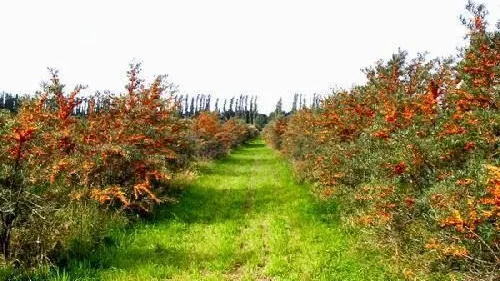 "Ginsengul românesc", tot mai cerut de străini. România îl exportă de pe vremea lui Ceauşescu